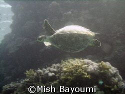 Hawksbill turtle, Rabiqh. DC500 by Mish Bayoumi 